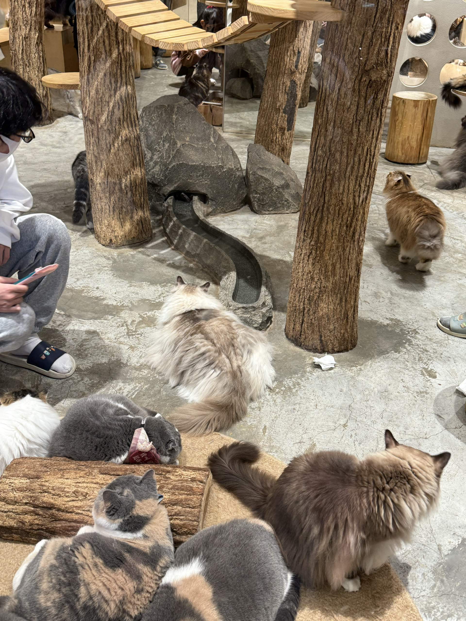 Cats