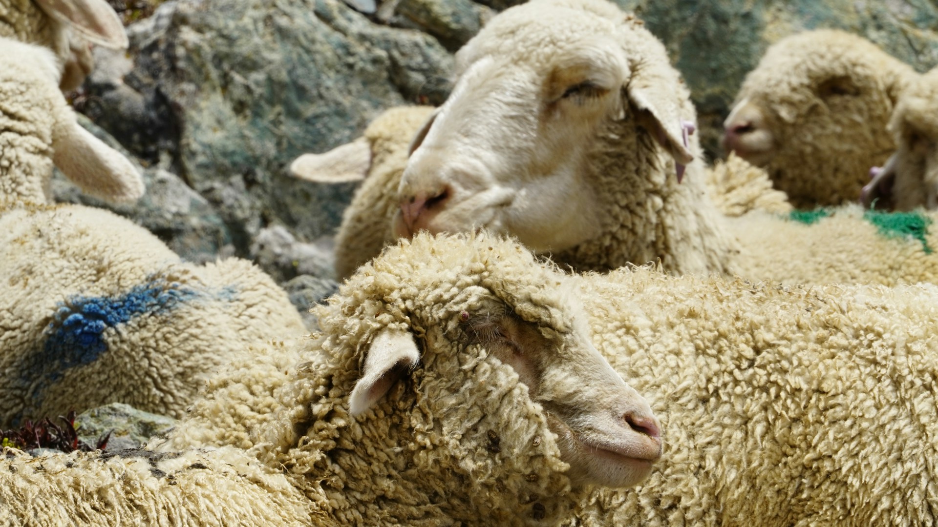 Pag lamb