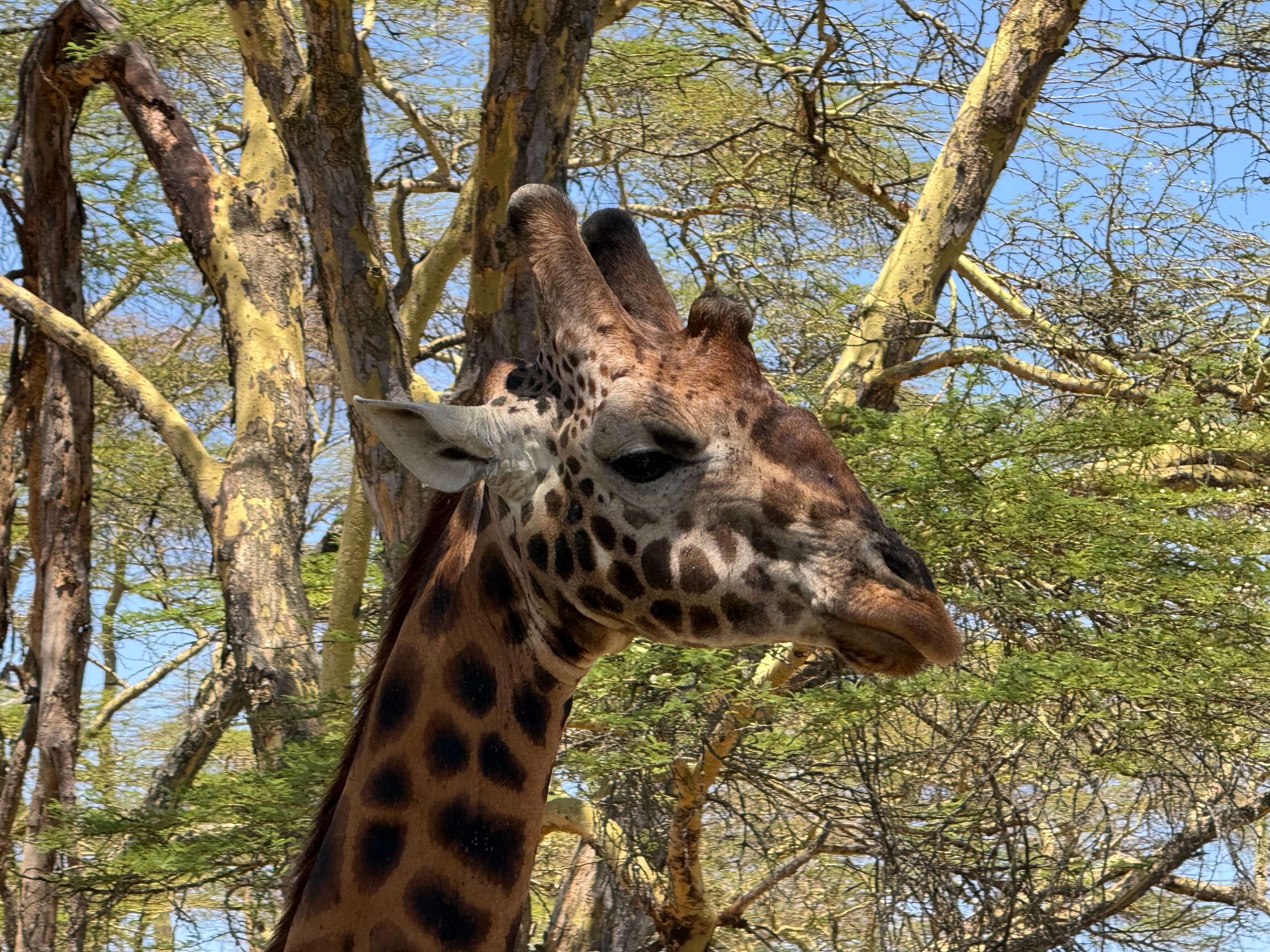 Zoo in Wels